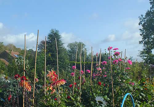 Photo Gallery Image - Flowers in the Queen Camel Allotments