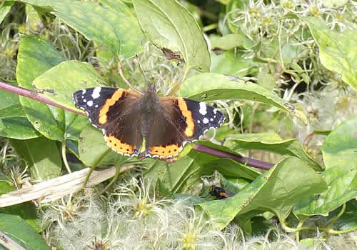 Photo Gallery Image - Red Admiral Butterfly on a hedgerow in Queen Camel parish
